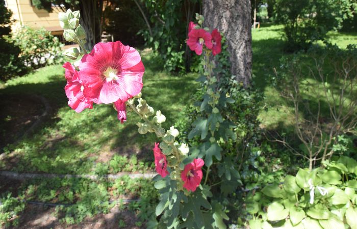 Hotel mit Garten in Meran Südtirol